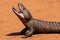 Shingleback or Bobtail Lizard