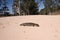 Shingleback lizard on a country road