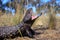 Shingleback Lizard hissing blue tongue, Australian wildlife