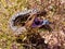 Shingleback lizard mouth wide open showing off the blue tongue