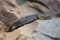 A Shingleback Lizard resting on some rough rocks in the wild