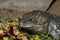 Shingleback skink and food