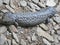 Shingleback Skink Lizard : Tiliqua rugosa, most commonly known as the shingleback lizard or bobtail lizard