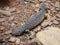 Shingleback Skink Lizard : Tiliqua rugosa, most commonly known as the shingleback lizard or bobtail lizard