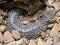 Shingleback Skink Lizard : Tiliqua rugosa, most commonly known as the shingleback lizard or bobtail lizard