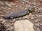 Shingleback Skink Lizard : Tiliqua rugosa, most commonly known as the shingleback lizard or bobtail lizard