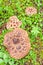 Shingled Hedgehog Mushroom growing on forest floor
