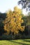 Shining birch