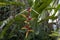 Shining bird of Paradise, Heliconia metallica flower