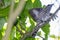 Shining Bronze Cuckoo on migration to New Zealand