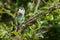 Shining Bronze Cuckoo on migration to New Zealand