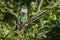 Shining Bronze Cuckoo on migration to New Zealand