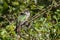 Shining Bronze Cuckoo on migration to New Zealand