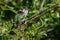 Shining Bronze Cuckoo on migration to New Zealand