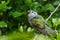 Shining Bronze Cuckoo on migration to New Zealand