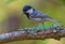 Shining Coal Tit perched on lovely lichen covered branch