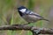 Shining Coal Tit periparus ater posing on densely lichen covered branch