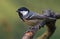 Shining Coal Tit periparus ater side posing on lichen covered branch with clean background