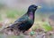 Shining Common Starling walks through leaves and grass