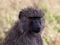 Shining eyes of adult baboon in Africa`s Serengeti plain.