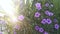 Shining flare at the purple ruellia simplex flower.