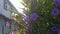 Shining flare at the purple ruellia simplex flower.