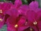 Shining flowers Saintpaulia African Violet Flowers purple pink fuchsia