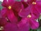 Shining flowers Saintpaulia African Violet Flowers purple pink fuchsia