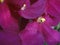 Shining flowers Saintpaulia African Violet Flowers purple pink fuchsia