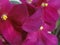 Shining flowers Saintpaulia African Violet Flowers purple pink fuchsia