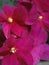 Shining flowers Saintpaulia African Violet Flowers purple pink fuchsia