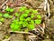 shining geranium green leaves natural