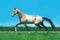 Shining golden akhal-teke horse runs free in green summer field