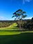 Shining golf court with Kangaroo walking through