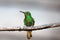 Shining green hummingbird