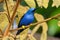 Shining Honeycreeper