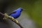 Shining Honeycreeper - Cyanerpes lucidus