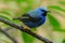 Shining Honeycreeper, Cyanerpes lucidus, exotic tropic blue bird form Costa Rica