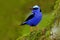 Shining Honeycreeper, Cyanerpes lucidus, exotic tropic blue bird with yellow leg from Costa Rica. Blue songbird in the nature habi