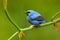 Shining Honeycreeper, Cyanerpes lucidus, exotic tropic blue tanager with yellow leg, Costa Rica. Blue songbird in the nature habit