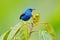 Shining Honeycreeper, Cyanerpes lucidus, exotic tropic blue tanager with yellow leg, Panama. Blue songbird in the nature habitat.