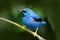 Shining Honeycreeper, Cyanerpes lucidus, exotic tropic blue tanager with yellow leg, Panama. Blue songbird in the nature habitat.