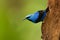 Shining Honeycreeper - Cyanerpes lucidus small bird in the tanager family. In the tropical New World in Central America from