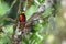 Shining hummingbird in venezuelan rainforest