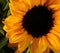 shining like the sun, happy sunflower, yellow petals