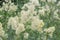 Shining meadow rue Thalictrum lucidum, flowers in close-up