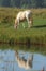 Shining perlino akhal-teke mare grazing in the field with reflecting in the water