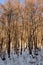 Shining Snowy Pine Forest in Japan