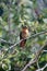 Shining sunbeam hummingbird on a branch