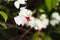 Shining water drops on Bleeding Heart Vine blooming